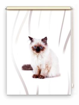 Rollo Majesti vertic  Katzenbaby, Rollo, Motivrollo, Rollo mit Druck, Fotorollo, bedrucktes Rollo, Fensterrollo,verdunkelndes Rollo, Sonnenschutz Rollo